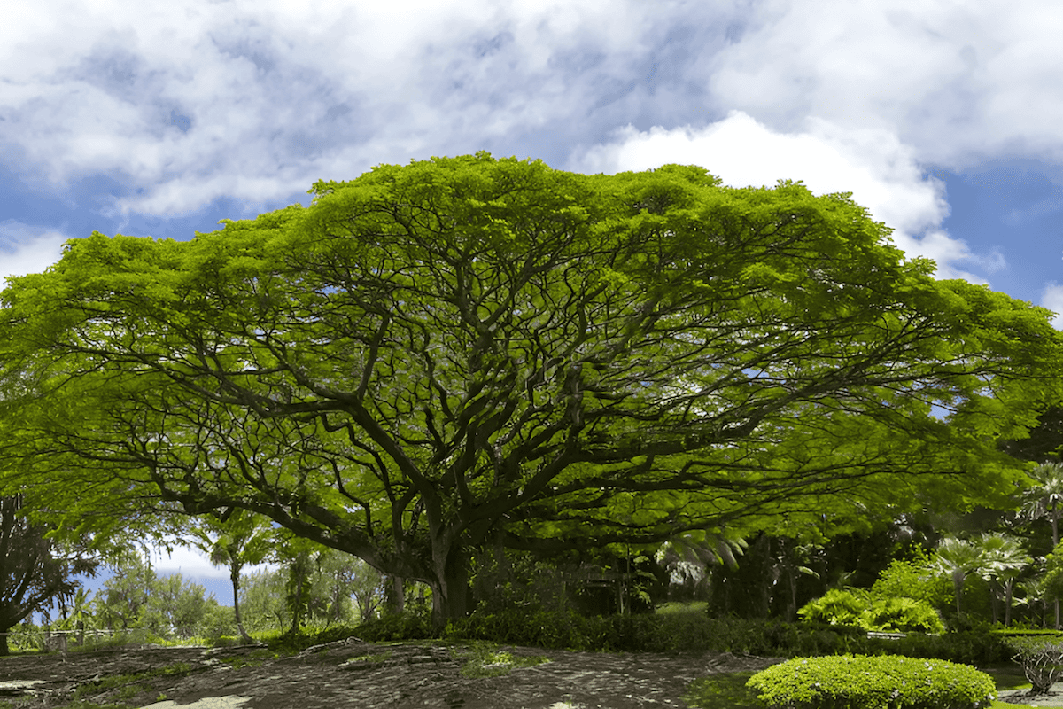 hawaiian islands big island monkeypod tree