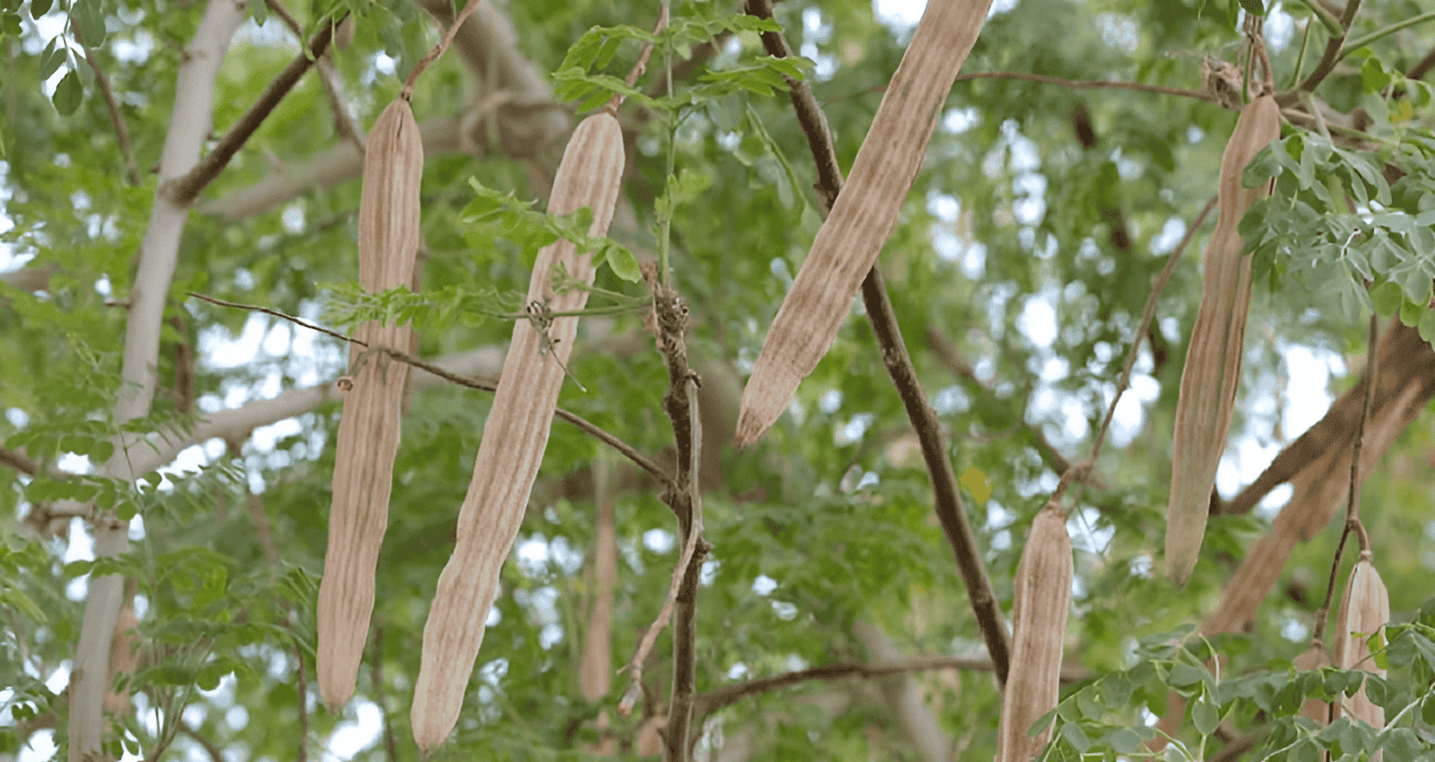 african moringa tree