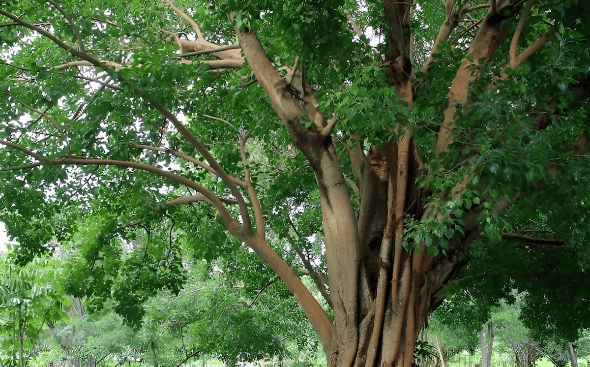 philippine narra the national tree