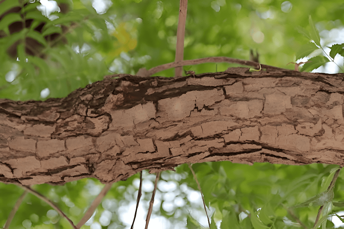 the bark of a neem tree rich in nimbin and nimbidin used for its anti-inflamatory properties