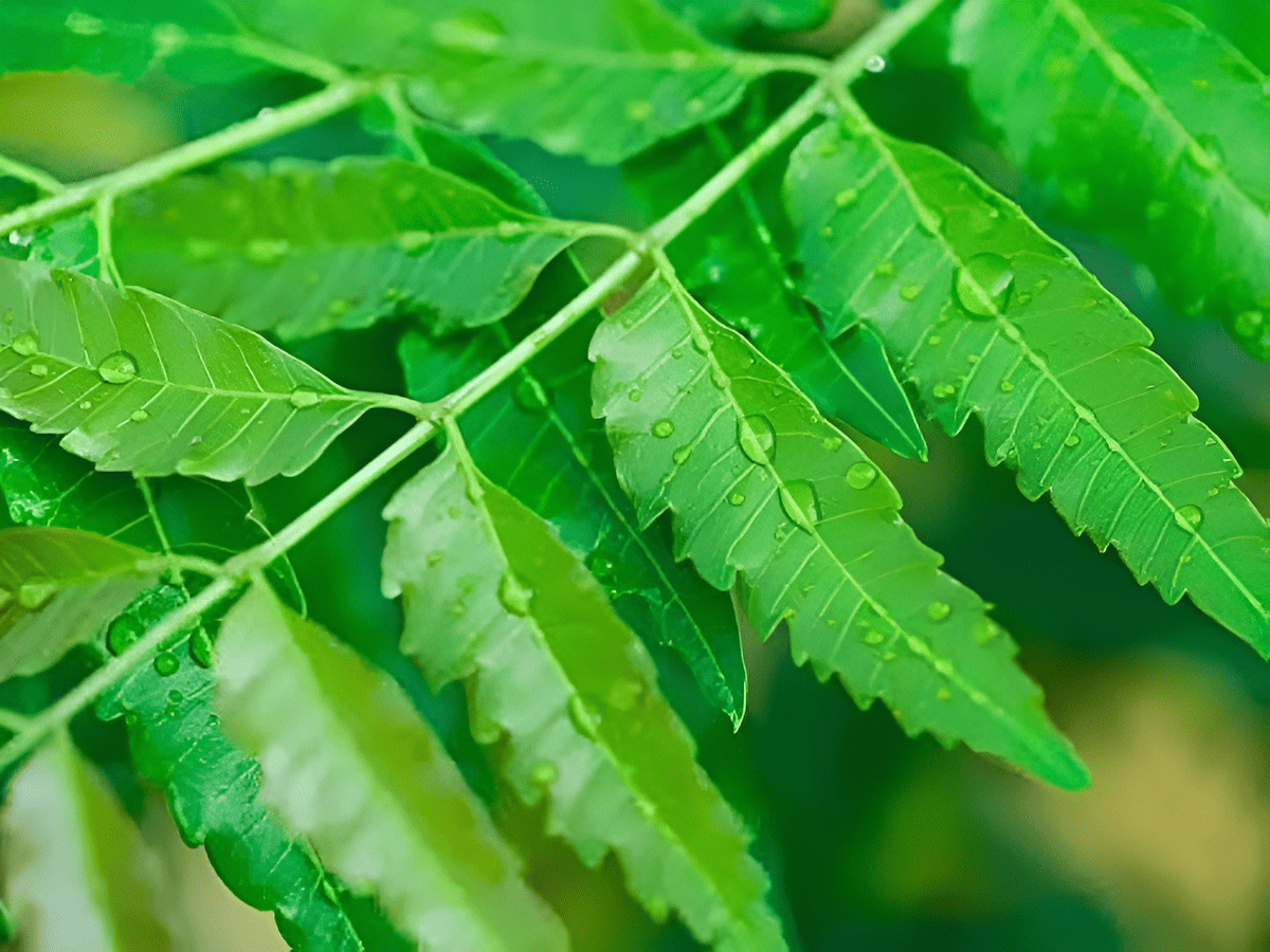 the anti-inflammatory capabilities of neem tree leaves