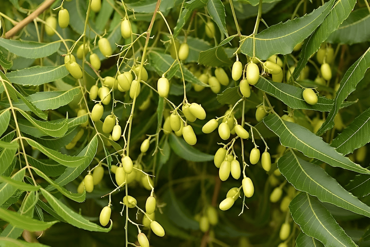 neem seeds and thier use in natural medicine