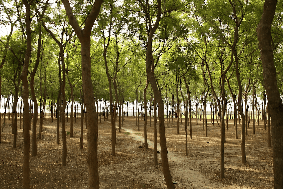 neem trees play a pivotal role in reducing the effects of climate change