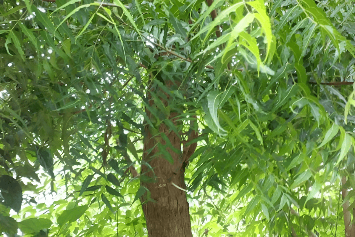 an awe inspiring medicinal tree