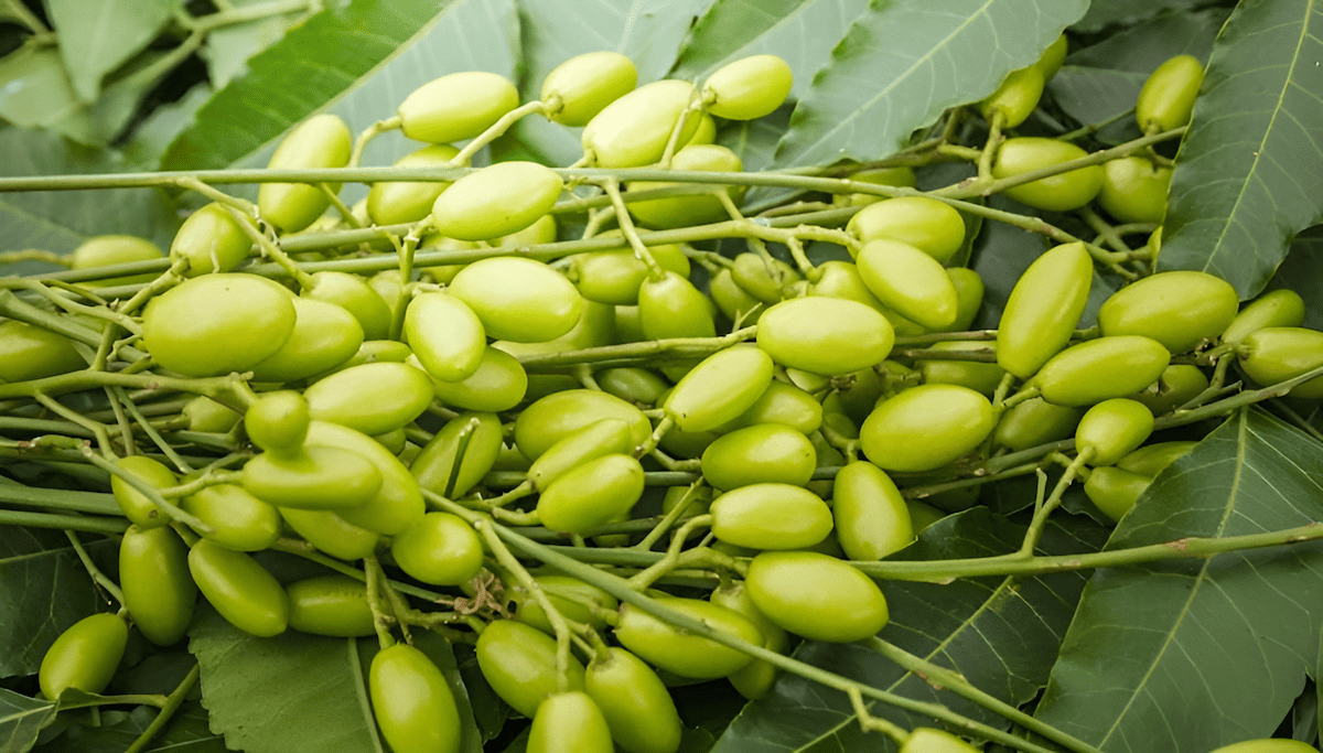 indian neem tree