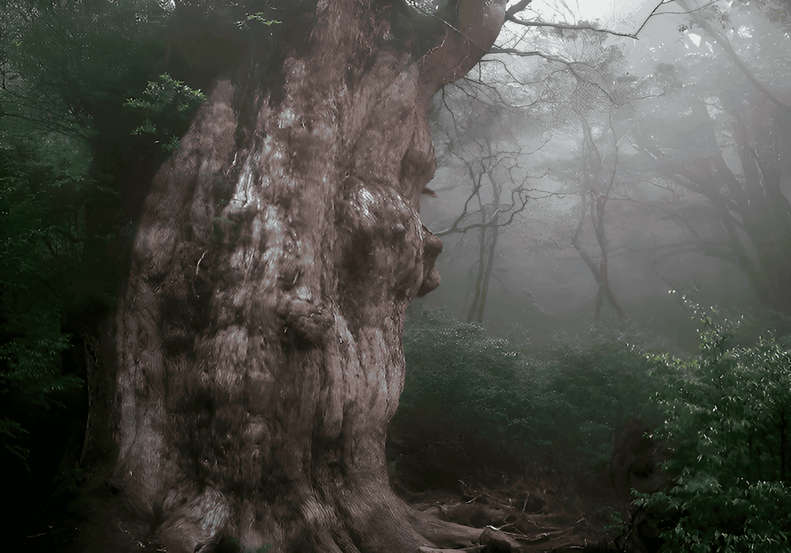 Cryptomeria tree