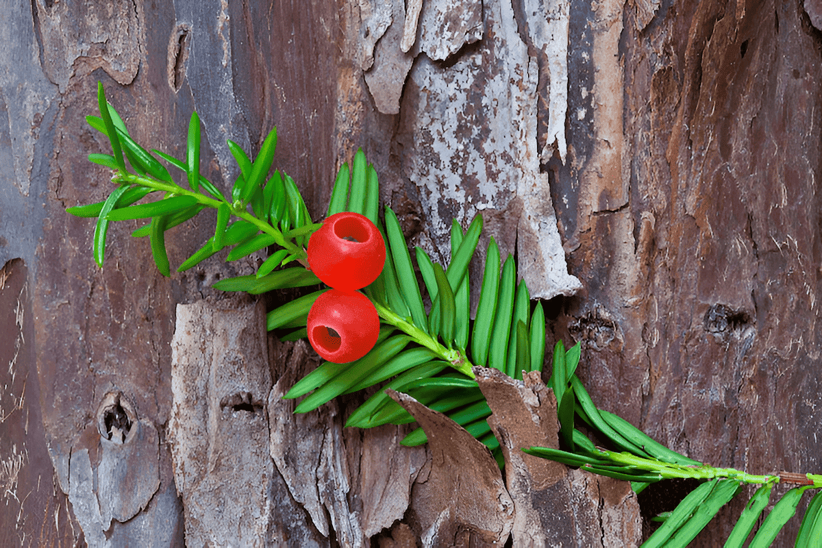 the pacific northwest yew tree