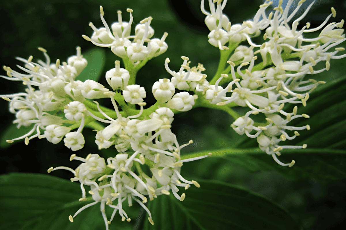 The Pagoda Dogwood (Cornus alternifolia) carries a distinctive aesthetic with its horizontal, tiered branches, which give the tree a pagoda-like structure