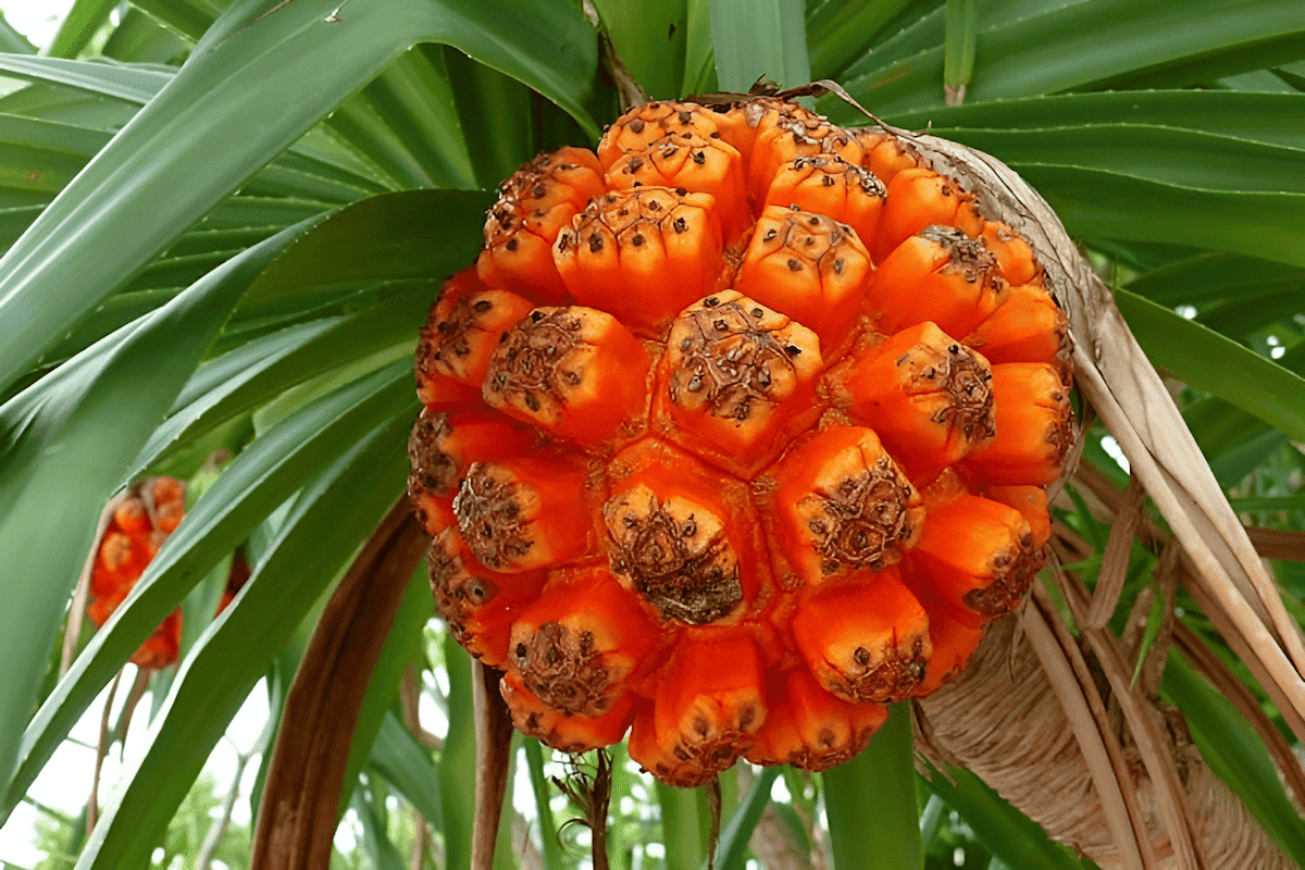 new guinea pandanus tree