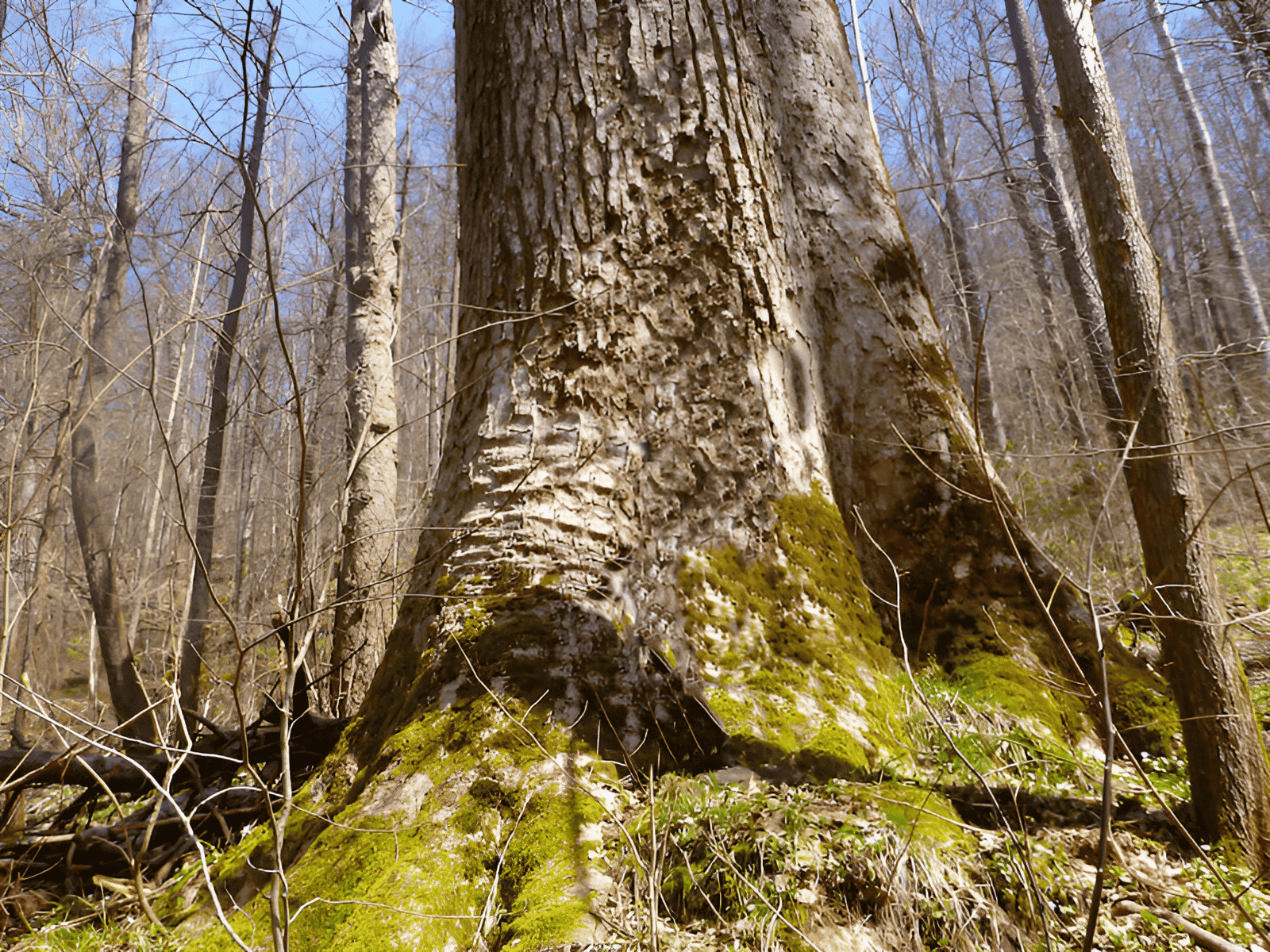 a massive grove of interconnected quaking aspen trees