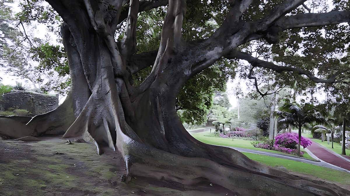 the most commercially significant type of rubber tree