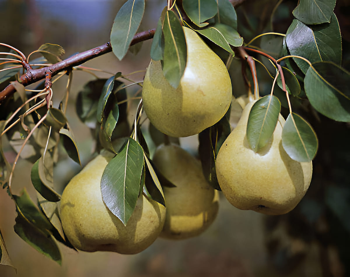 pear orchard