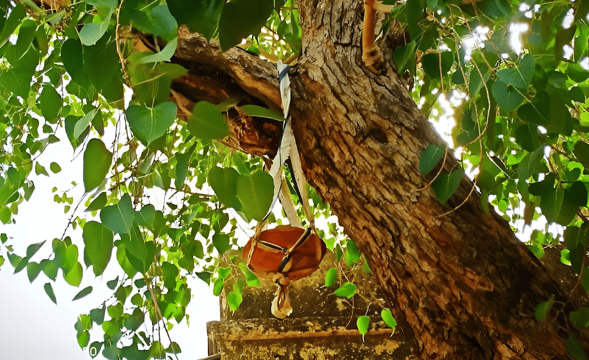 indian peepal trees