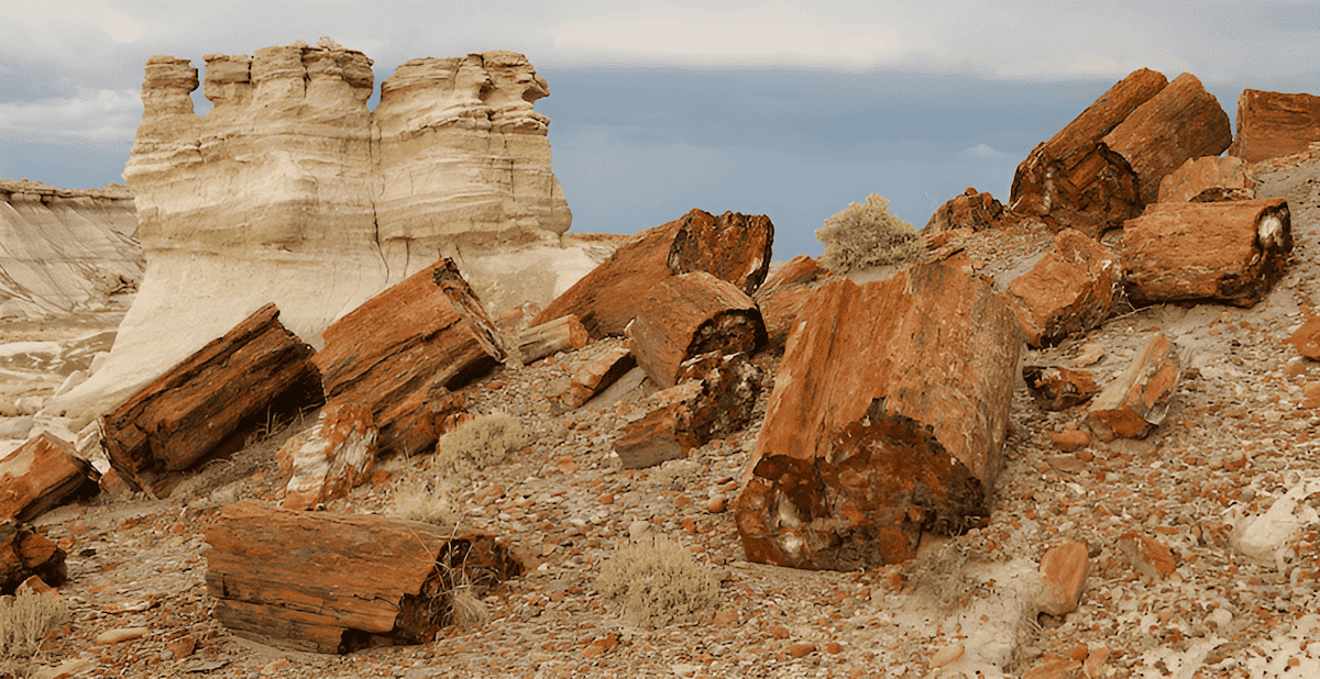 petrified wood fossils that date back 200 million years to the jurassic era