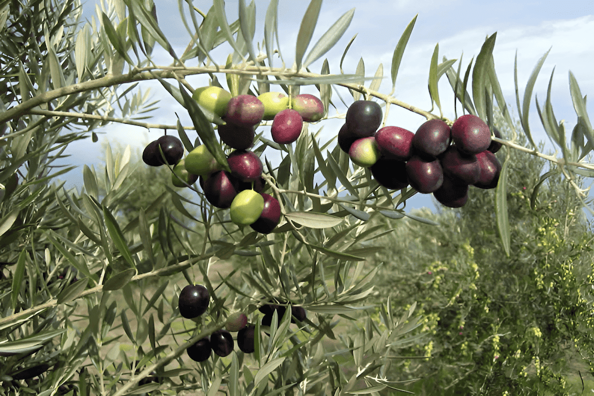 spanish picual olive trees