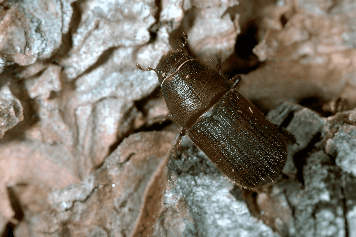 bark beetles bore through the protective outer bark to lay their eggs