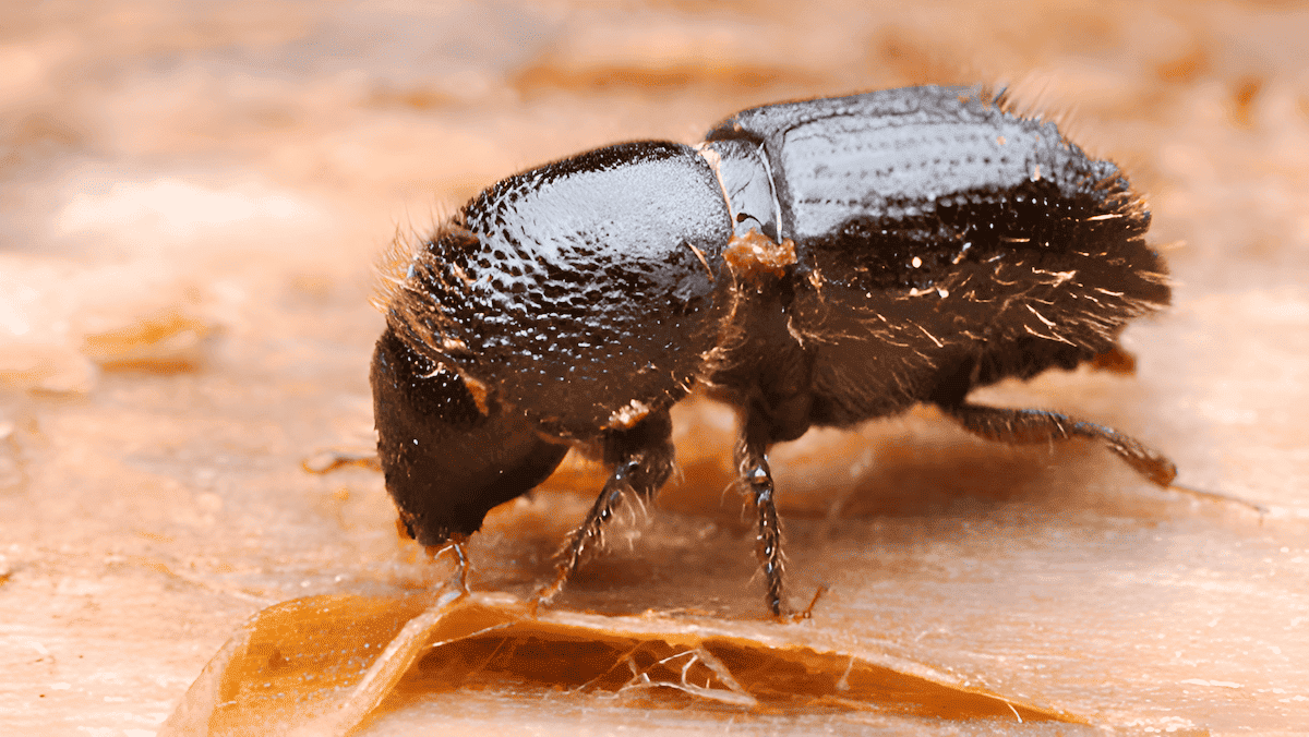 pine beetle in a ponderosa pine