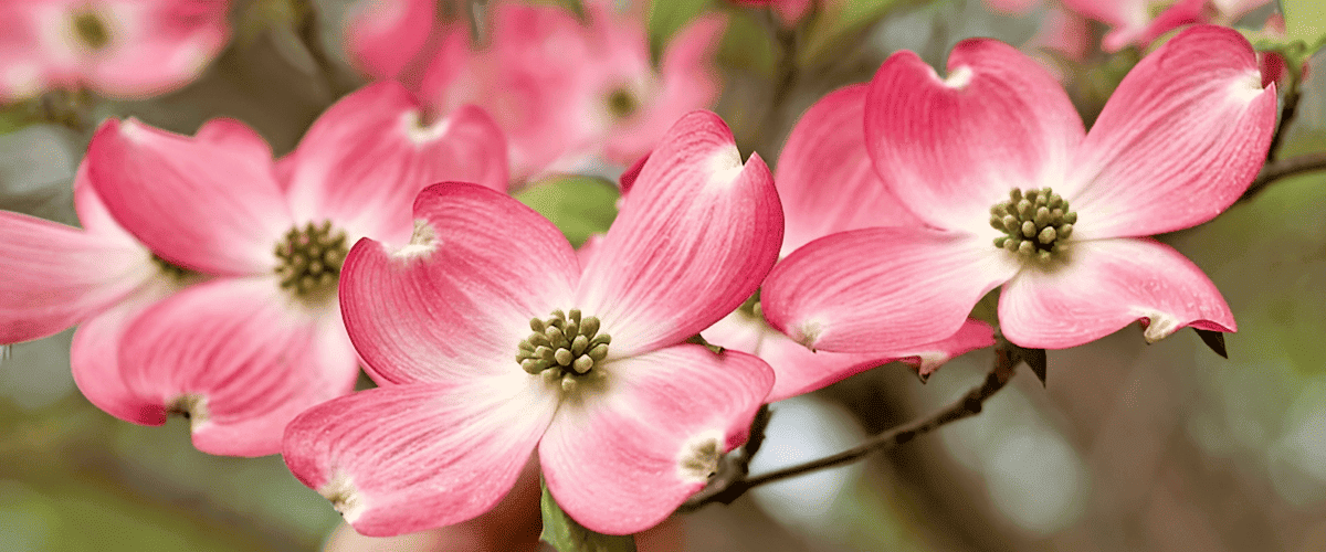 vibrant pink blossoms of a dogwood