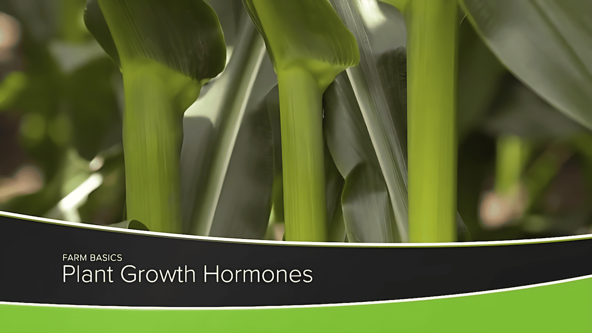 plant hormones that regulate the growth of cells