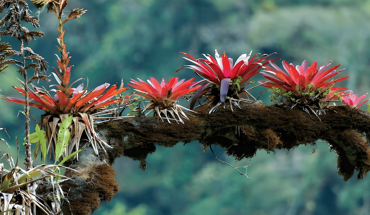 forest food chains