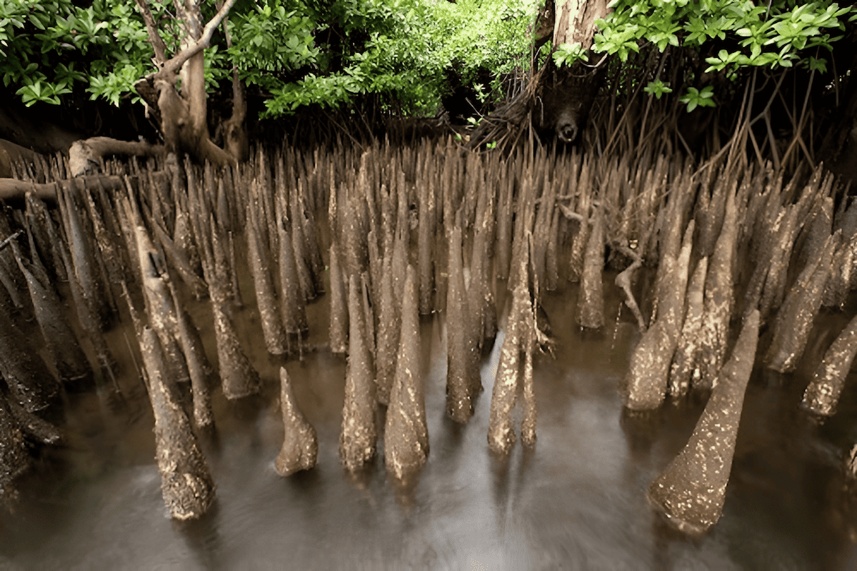 mangrove roots that breath air above water