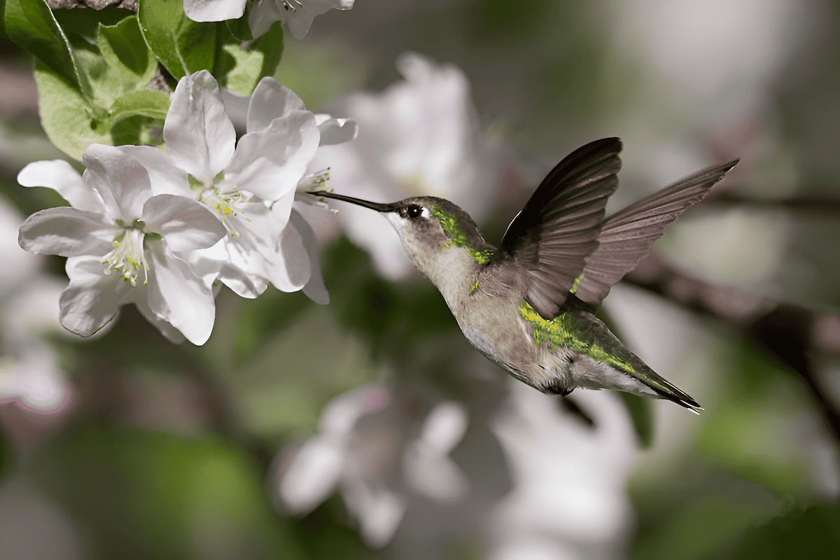 plant a pollinating bird tree in your back yard