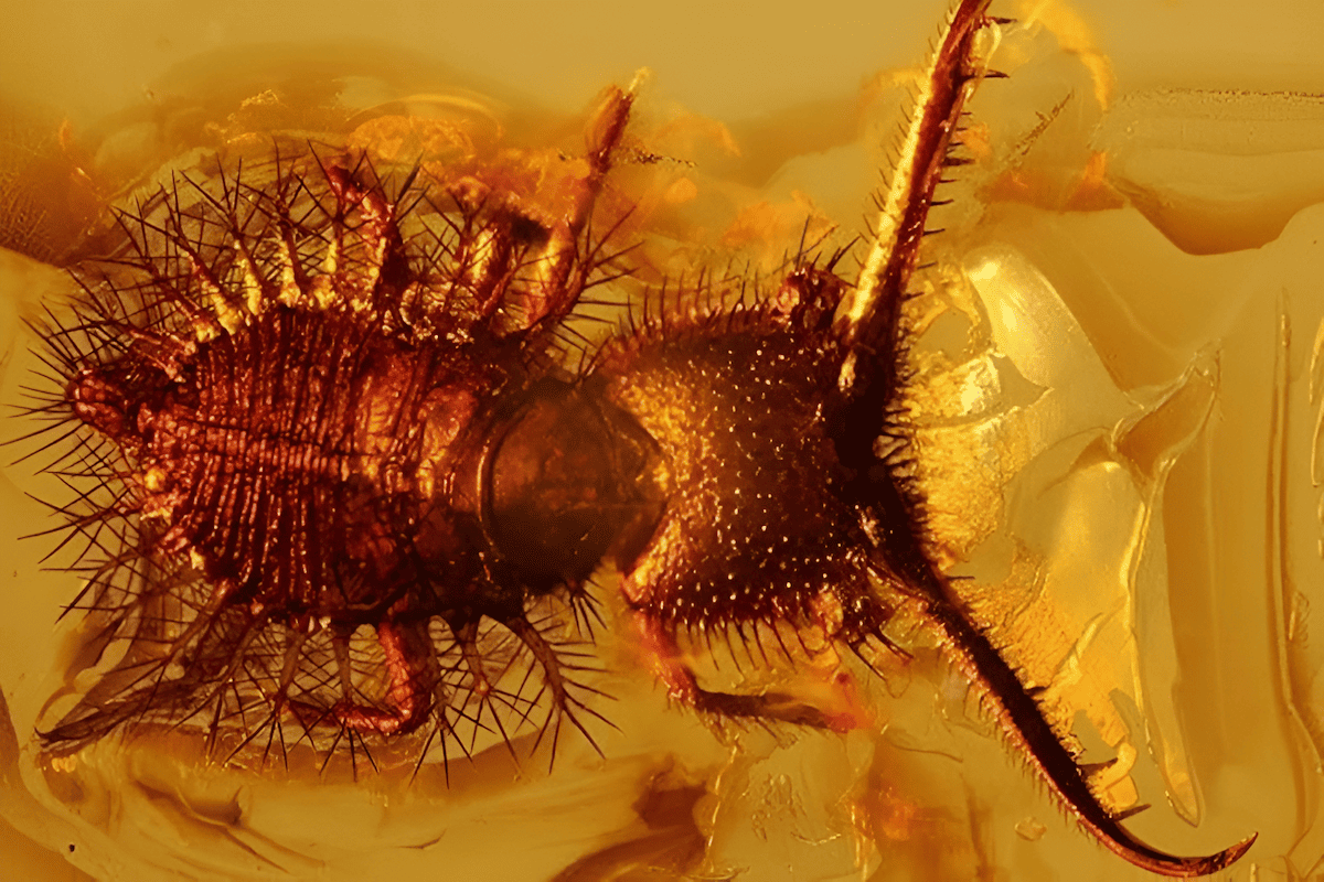 evolutionary research through the extraction of ancient DNA from insects encased in amber