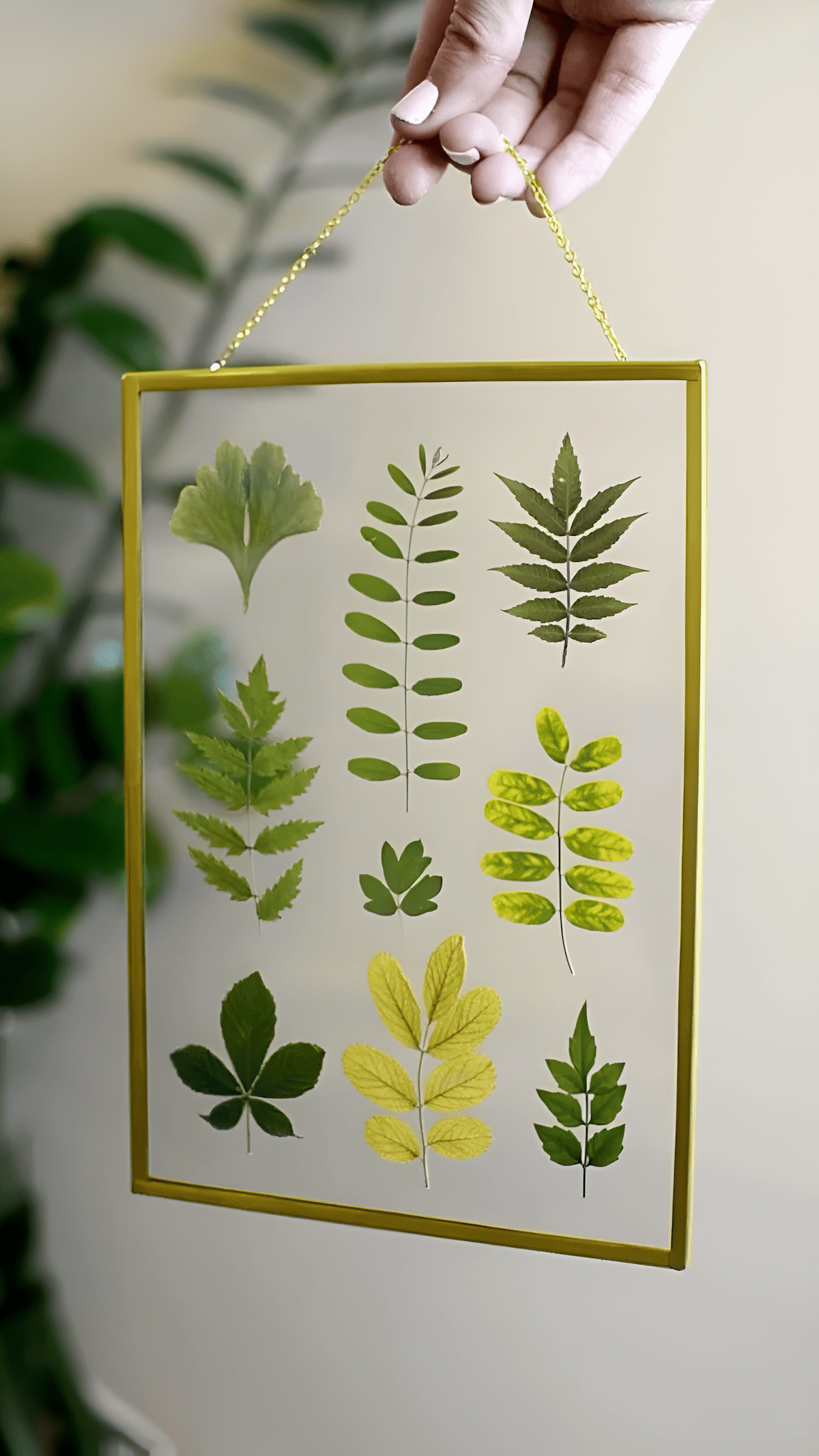 natural pressed leaf wall art under glass