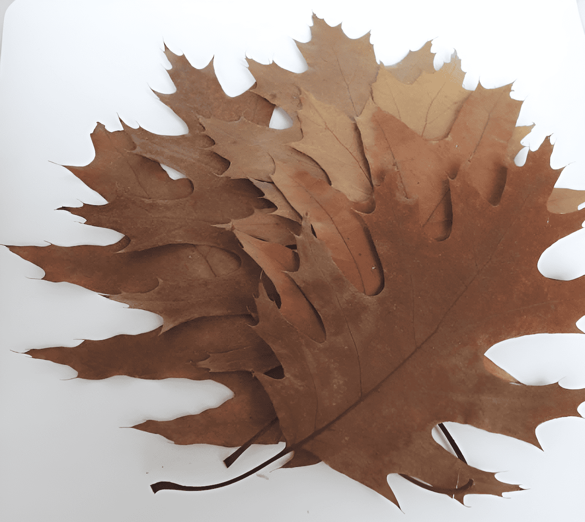 stunning pressed white oak leaf