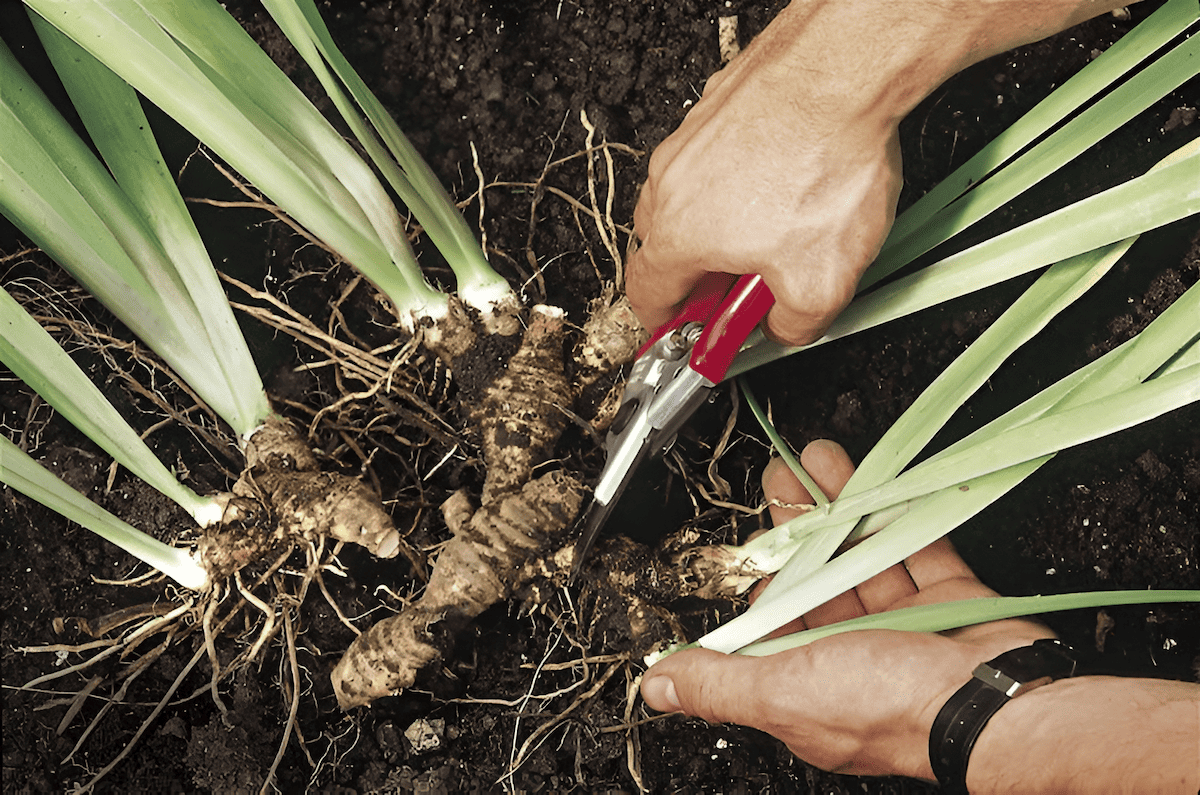 dividing plants to make two plants or more