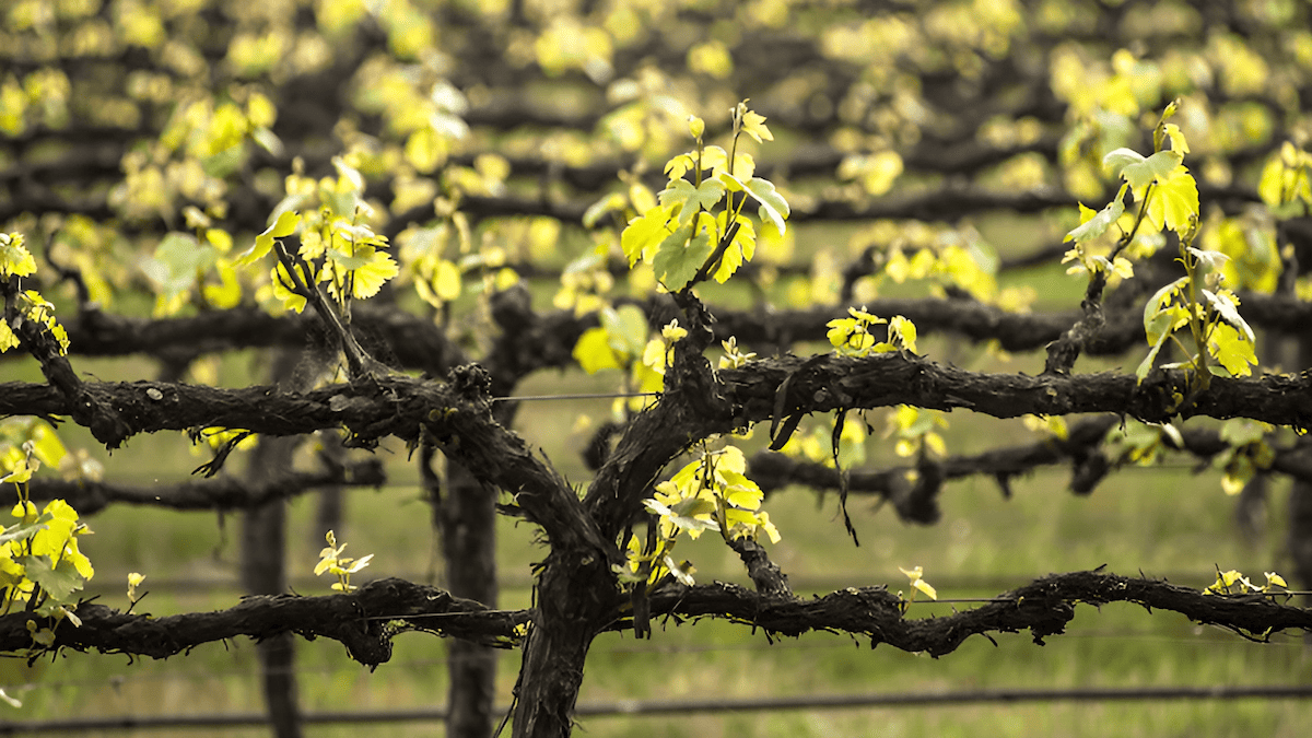 spring pruning maintains a balance between the vine's vegetative growth and its fruit production as shown in this photo