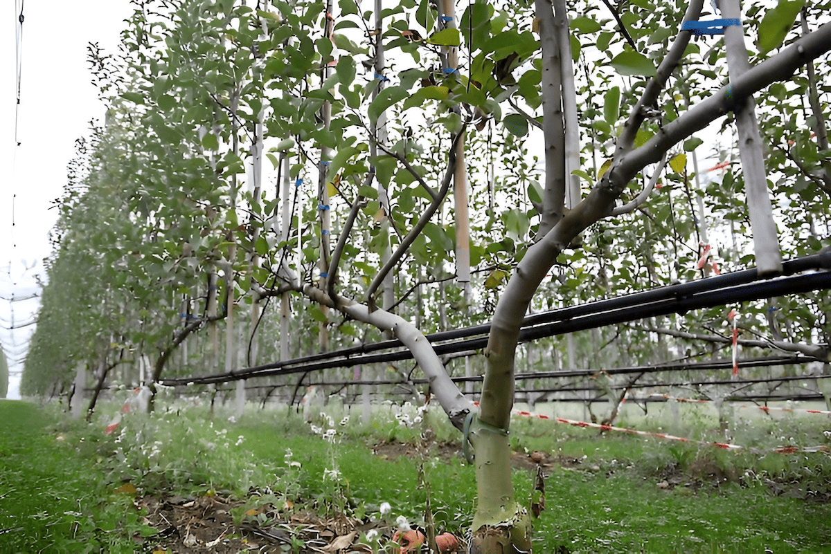 fruit tree showing several leader branches growing from the central stem or the main trunk of a tree