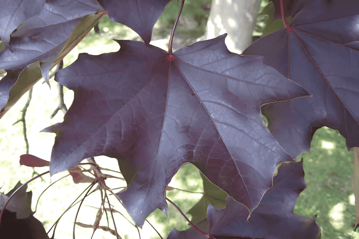 norway maple landscape tree