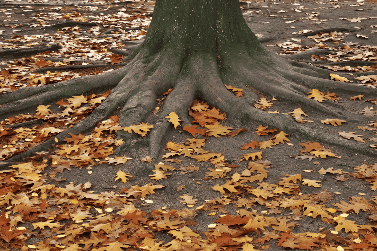 spreading red tree roots