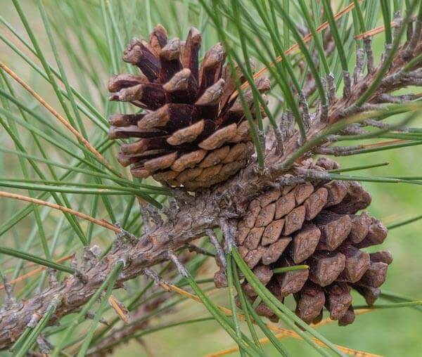 Seed Cones That Hang From Coniferous Pine, Spruce And Yew Trees