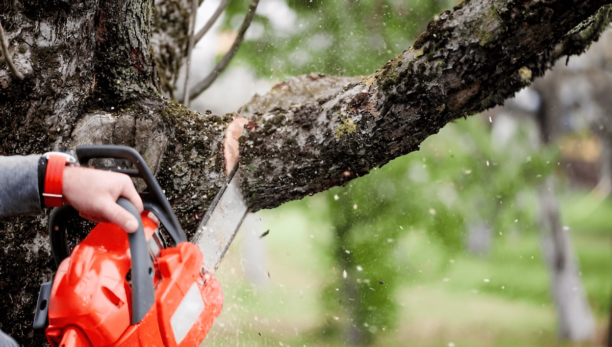 how to remove a small or large tree from your yard