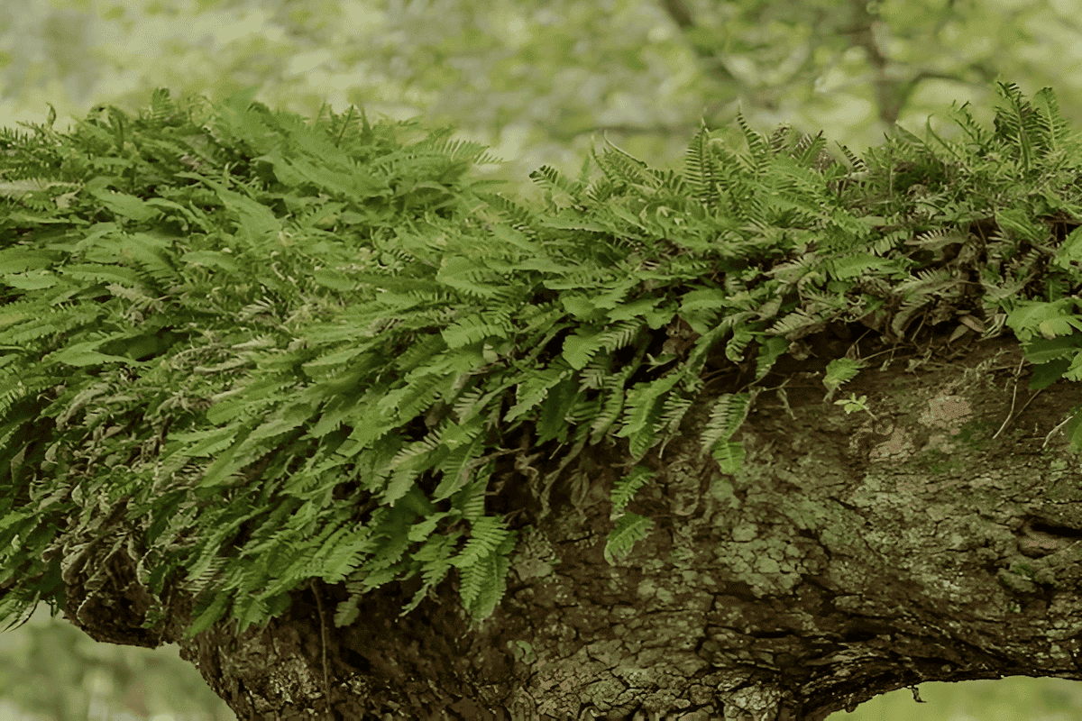 pleopeltis polypodioides