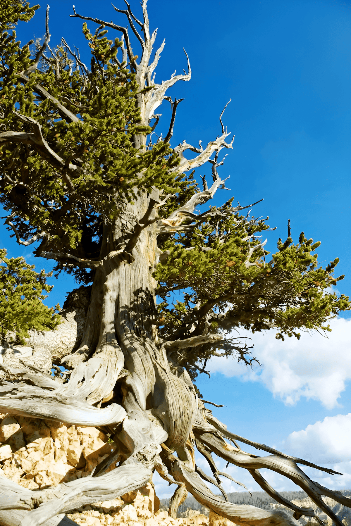 rock trees that live for 5,000 years