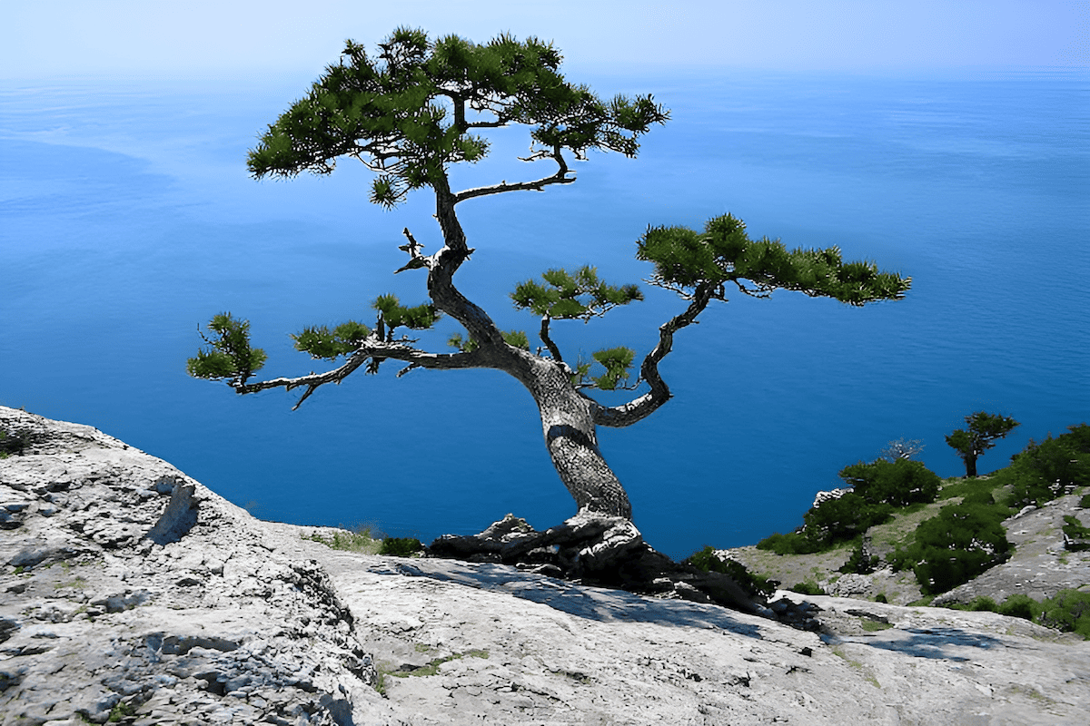 trees that grow on rocks