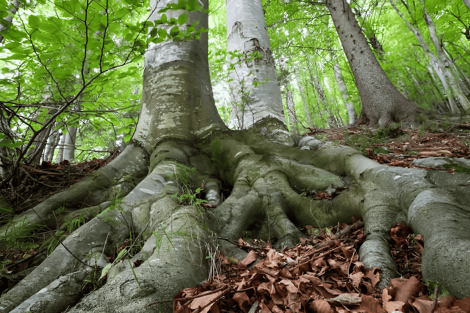 primary roots, secondary roots, and tertiary roots of a tree