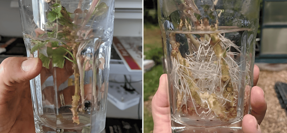 root cuttings immersed in a rooting hormone solution