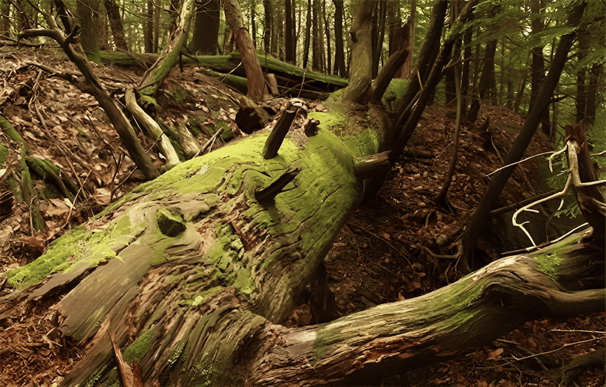 how dead trees decompose and feed the forest