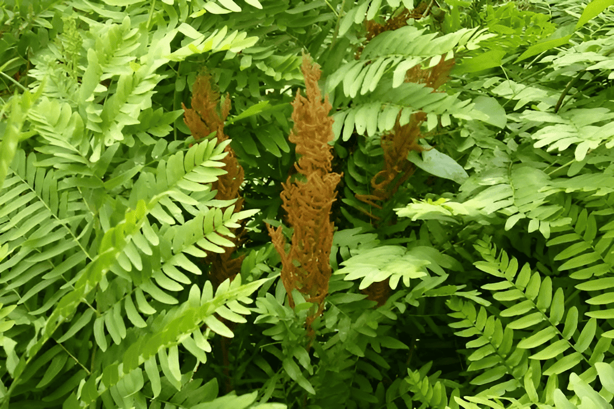 osmunda regalis