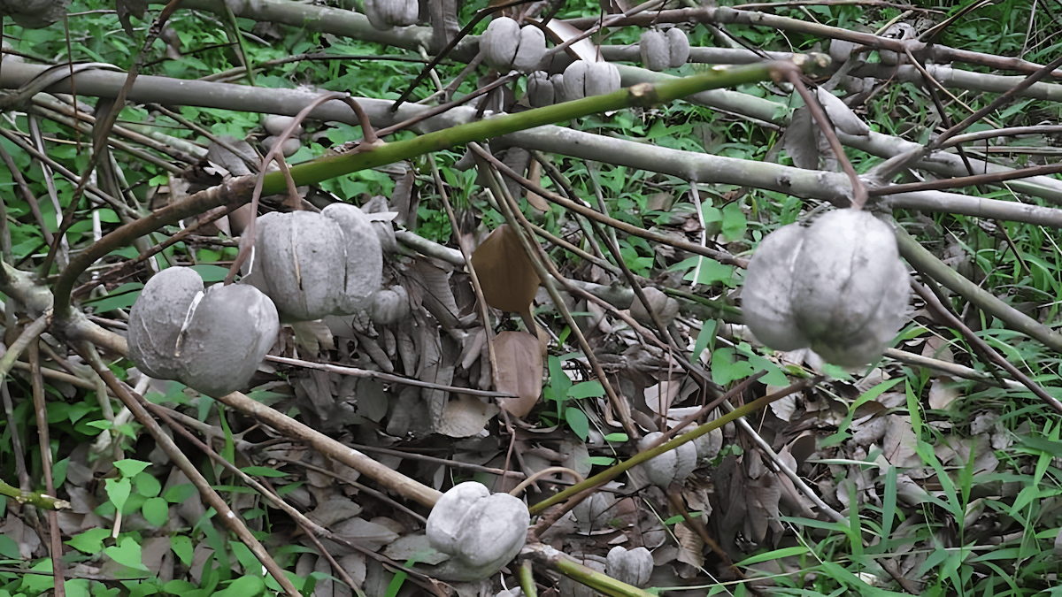 rubber seed pods burst open when they mature, scattering the seeds over a wide area