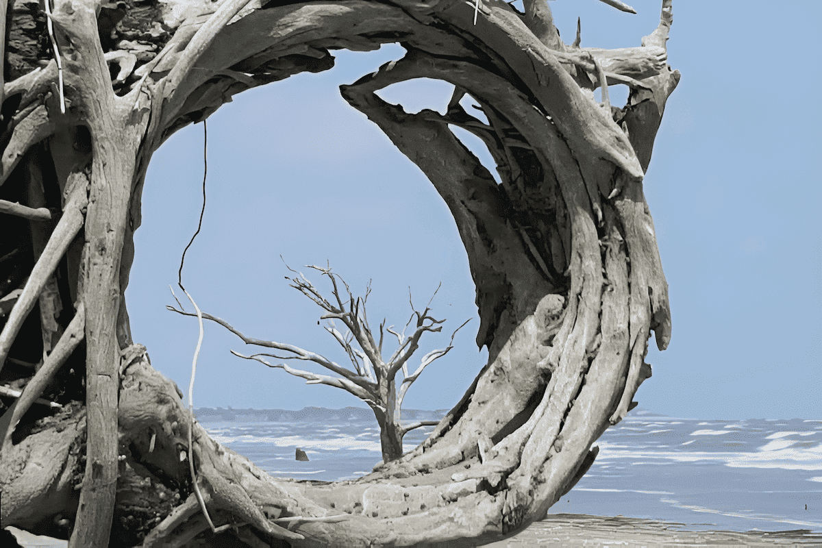 bleached saltwater driftwood by the ocean