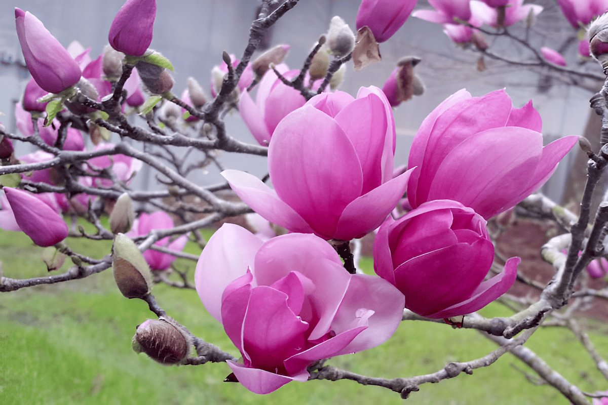 the Saucer Magnolia is notable for its unusual blooming period