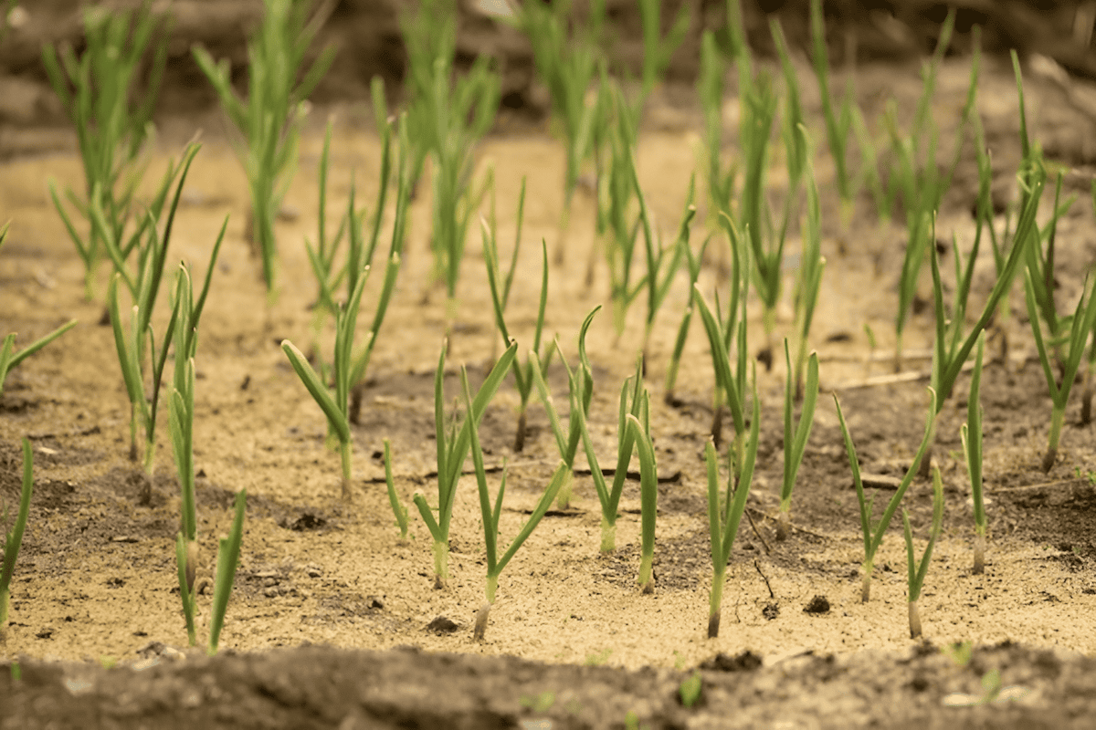 spreading sawdust on your garden