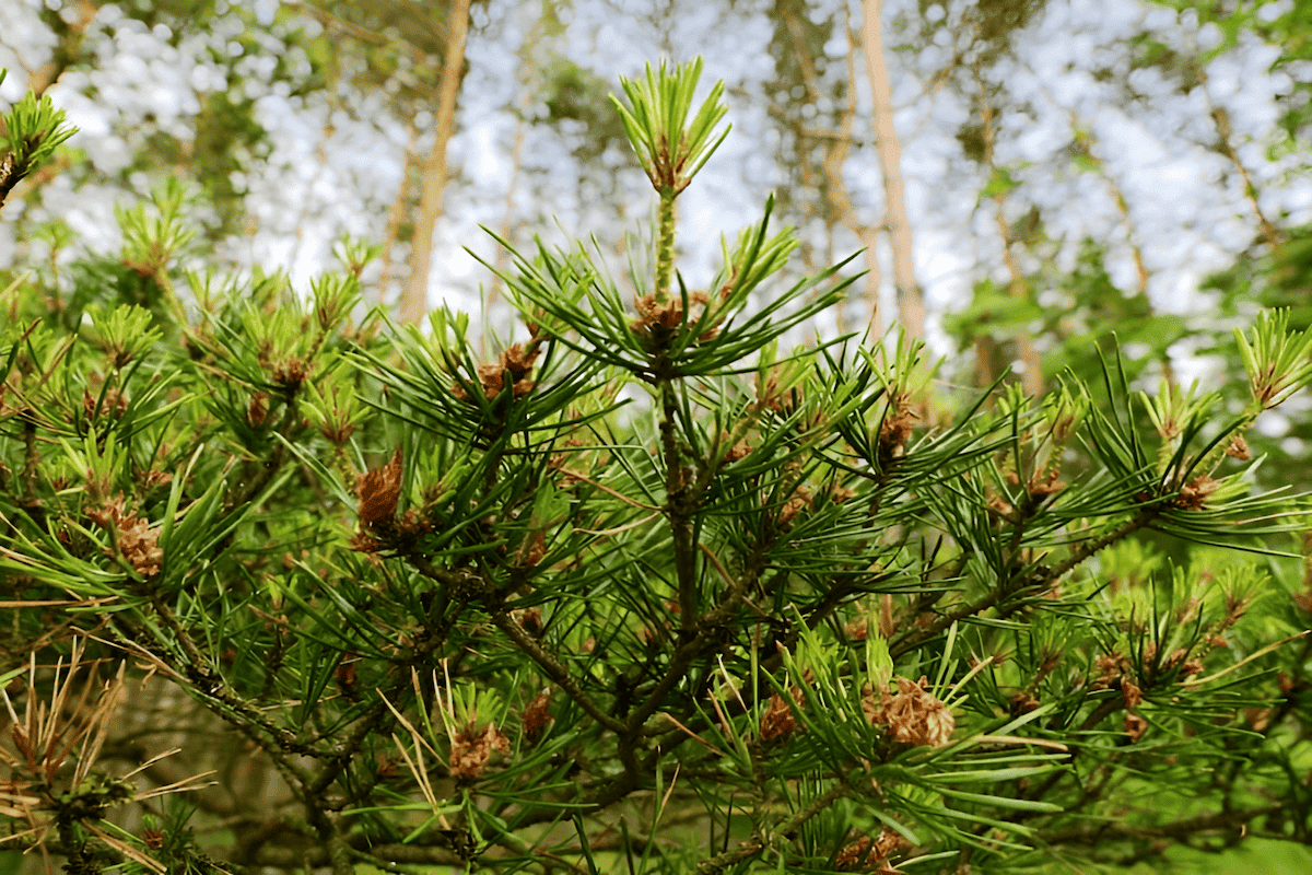 the scots pine forests that grow in Turkey