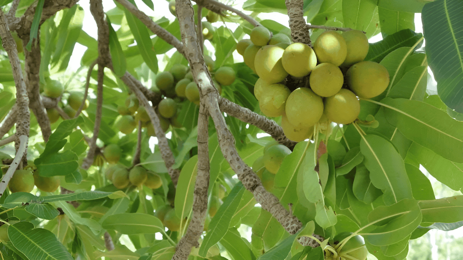 african shea tree