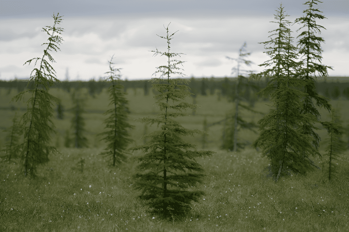 a boreal forest tree that has adapted to grow in the sub arctic